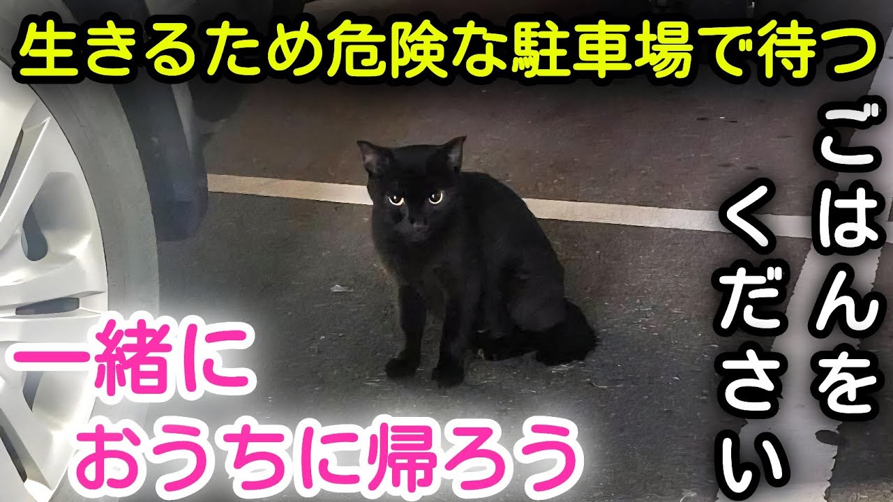 野良猫保護】大型スーパーの駐車場のど真ん中でご飯を待っている猫を