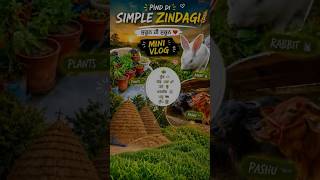 🌾 Sada Pendu Mini Vlog ❤️ | Plants 🪴 • Rabbit 🐇 • Pashu 🐄 | Dil Da Skoon 🙏🏻 #newyoutuber