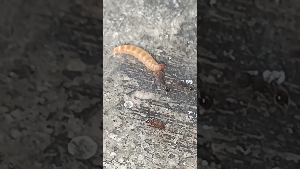 oxyepoecus inquilinus vs gorgojo chino 