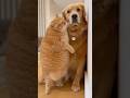 Security Camera Reveals Chunky Cat's Epic Daily Fails (That Treadmill Scene Though... 💀)