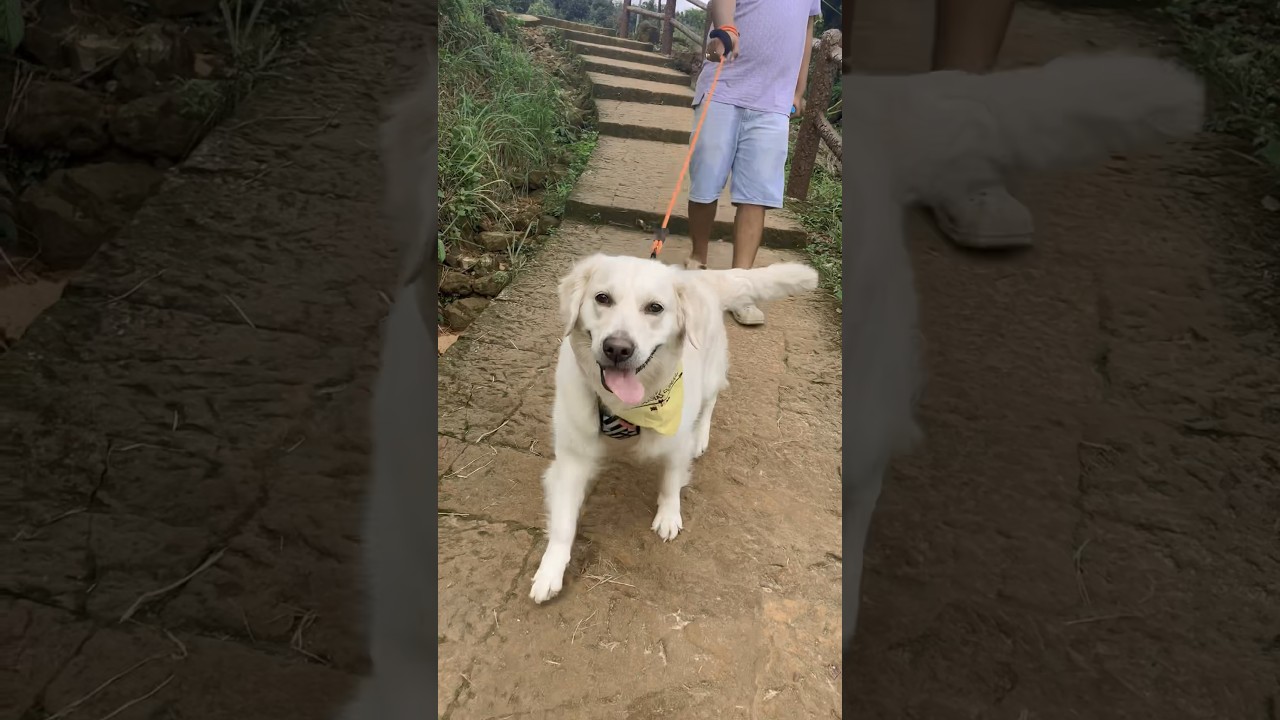 🐶Treasure hunt🏴‍☠️ 