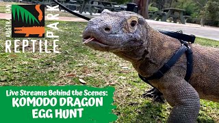 KOMODO DRAGON EGG HUNT (LIVE FOOTAGE) | AUSTRALIAN REPTILE PARK