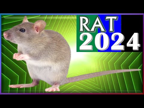 Rat Horoscope 2024 || Born 2020, 2008, 1996, 1984, 1972, 1960, 1948, 1936