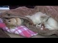 【うさぎの桃が亡くなりました】いつも桃の動画を見てくれてありがとうございました　Momo rabbit died