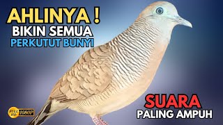 Download Lagu Perkutut Lokal Gacor RAJA PIKAT Spesialis Bikin Semua Burung Perkutut Gacor Nyaut Seketika V08 MP3