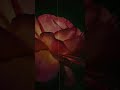 Rose 2 Shine | Trap Type Beat 2026