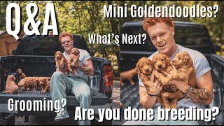 Goldendoodle Breeder Q&A | VLOG