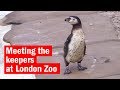 Meeting the keepers at London Zoo | City Secrets | Time Out London