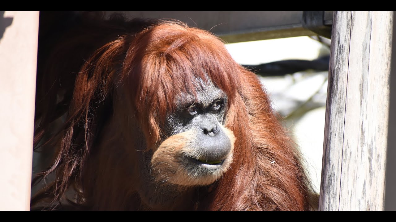 東山動植物園公式】ネオの器用な口 《 スマトラオランウータン
