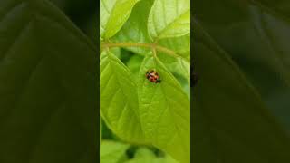 Cute little lady bug ! morning freshness ! busy bug ! gorgeous green leaf !