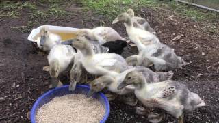 The ducklings are getting their feathers.