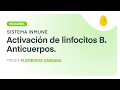 Activación de linfocitos B. Anticuerpos | Biología | Sistema Inmune | V6 | Egg Educación