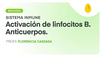 ¿Cómo se activan las células B?