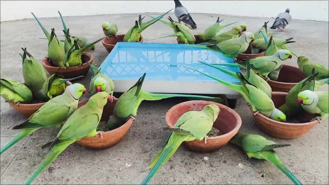 Making Ringneck parrot Feeding and Bathing 