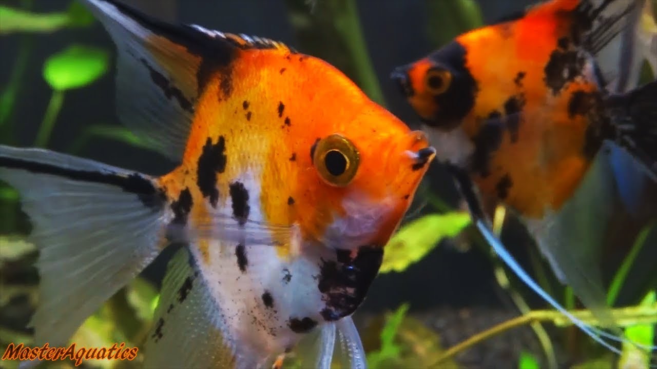 How to tell the age of Angelfish. It's in the eyes. - YouTube