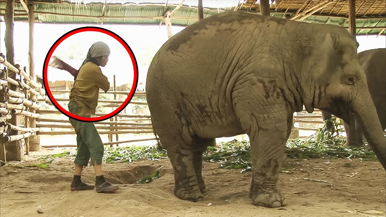 Clapped Elephant Elephant Gets Slapped By Keeper – What He Does Next Leaves Everyone ...