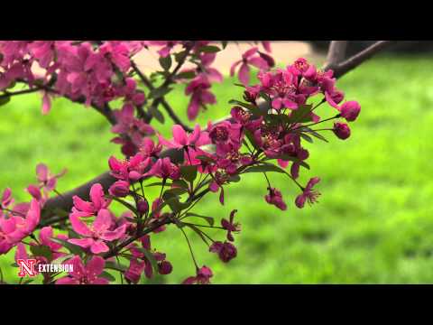 Video: Ralph Shay Crabapples - Sfaturi pentru cultivarea Crabapple înflorit „Ralph Shay”