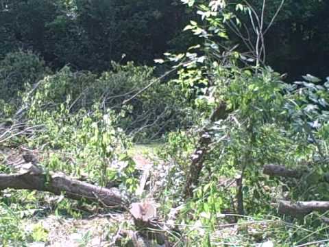 Shooting Range Tree Cutting Overkill