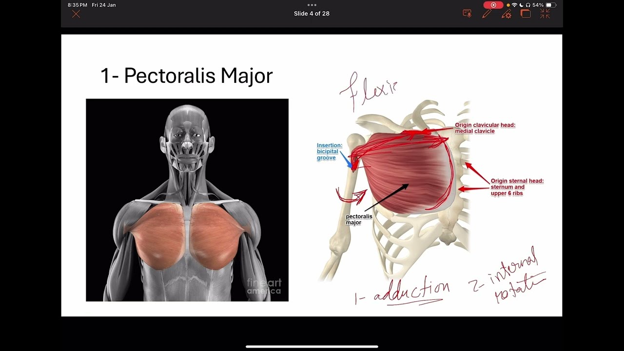 𝐏𝐞𝐜𝐭𝐨𝐫𝐚𝐥 𝐫𝐞𝐠𝐢𝐨𝐧 (𝐃𝐞𝐟𝐢𝐧𝐢𝐭𝐢𝐨𝐧, 𝐜𝐨𝐧𝐭𝐞𝐧𝐭𝐬  𝐦𝐮𝐬𝐜𝐥𝐞𝐬, 𝐚𝐧𝐝 𝐜𝐥𝐚𝐯𝐢𝐩𝐞𝐜𝐭𝐨𝐫𝐚𝐥 𝐟𝐚𝐬𝐜𝐢𝐚) – شرح ,  كامل بدون تعقيد