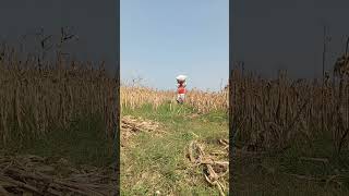 Download Lagu ngaret bolo wes dpt sak karung suket e #shortvideo #fypシ゚viral #quotes #beranda #ngaret #peternak MP3 Download Lagu ngaret bolo wes dpt sak karung suket e #shortvideo #fypシ゚viral #quotes #beranda #ngaret #peternak MP3