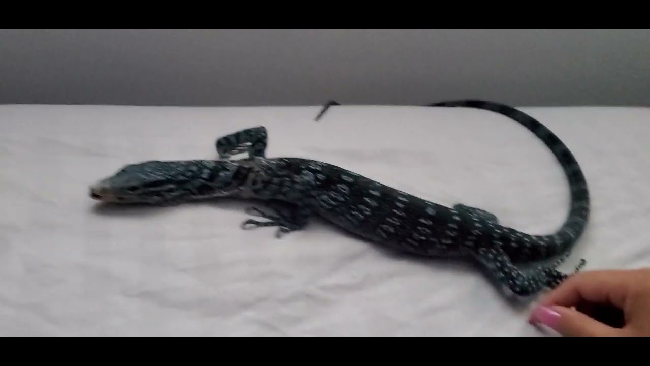 Azur#monitorlizard #reptiles #varanus #lizard #cute #animals #love ...