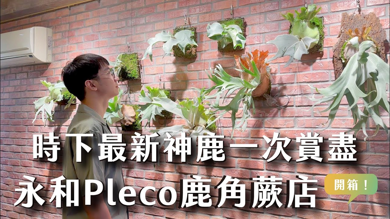 熱門神鹿全開箱，侏儒捲葉女王、斑比、藍皇后、Nook Dwarf...通通有！Pleco鹿角蕨植物店！