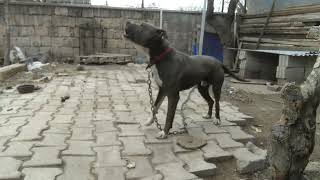 Pitbull 1 Yaşında Havlama Sesi