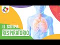 El sistema respiratorio - Biología - Educatina