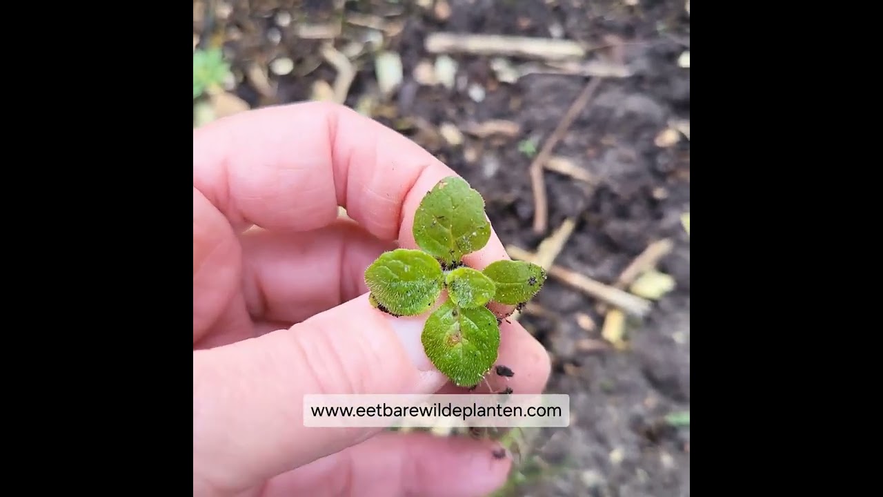 wilde eetbare planten 5 2 2026