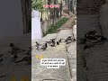🕊️#funny #motivation  #block🤗🕊️🕊️🕊️🐦🐦🐦