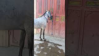horoscope kurdistan horse
