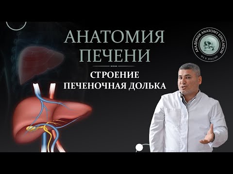 Печень. Строение. Анатомия печени. Печеночная долька. / Liver anatomy. Hepatic lobule.