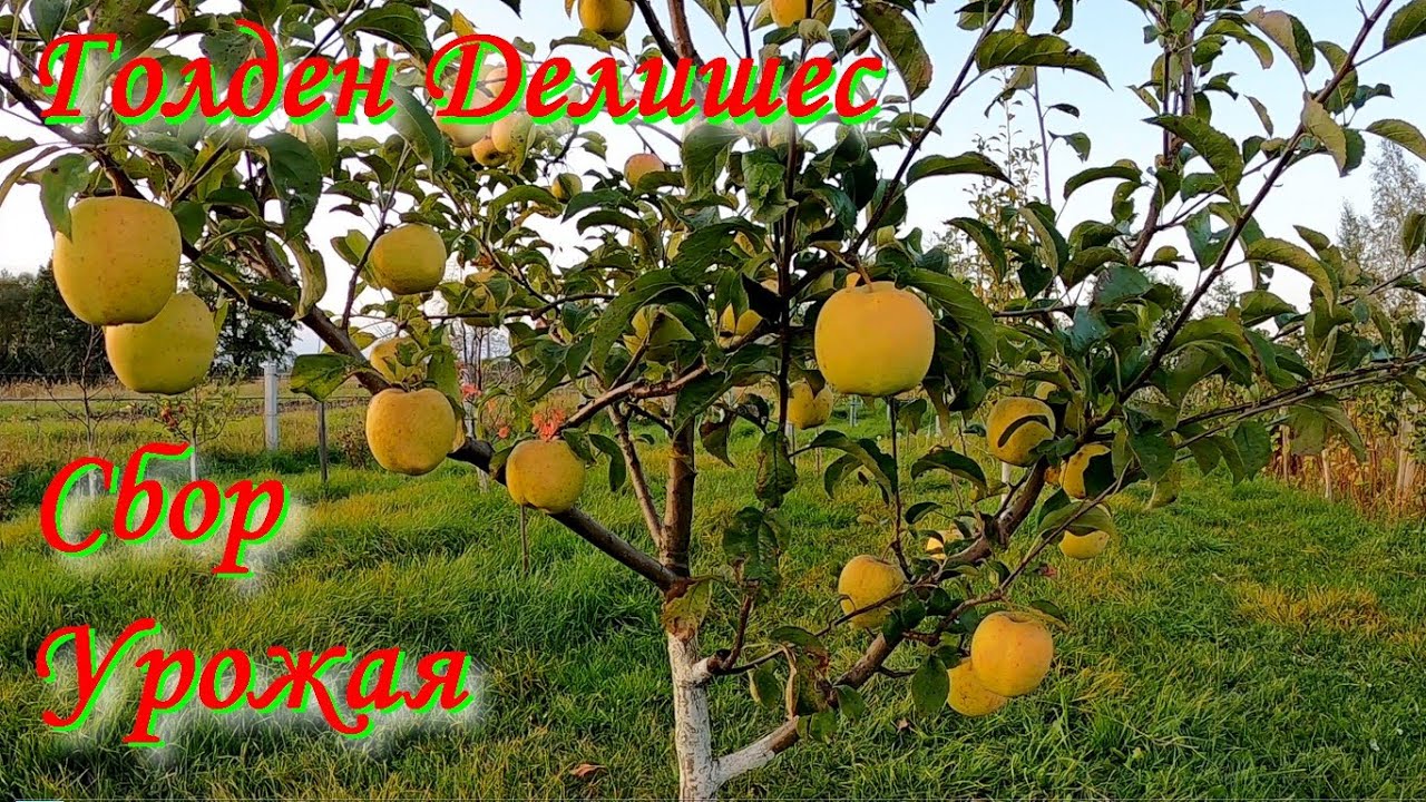 Голден Делишес Сбор урожая на 4-х летних яблонях