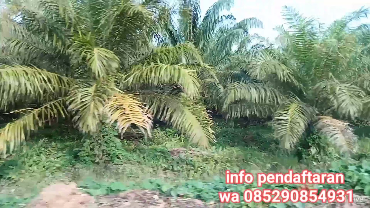 lokasi lahan perkebunan sawit PT SAWIT SUKSES SEJAHTERA