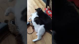 Corky Joining Macy Part 1