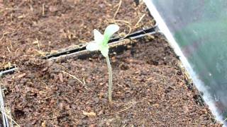 KB Grow Journal #1