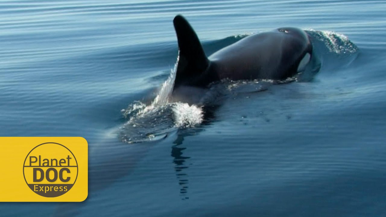 Ocean Predators | Planet Doc Express Documentaries - YouTube