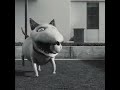 you beauty never ever scared me❤️ #frankenweenie #sparky