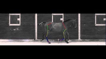 Equine Biomechancis @ 400fps... the new USB3 4 Mega Pixel Quintic High-Speed Camera