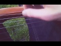 Rose Lyre improvisation 2013ish