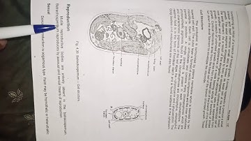 Sexual reproduction in batrachospermum