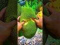 China's Giant Hybrid Vegetables Will Shock You! 🤯" #farming #shorts