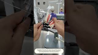 Versatile Desktop Dental Phantom Head Dp Articulator Adjustable Base