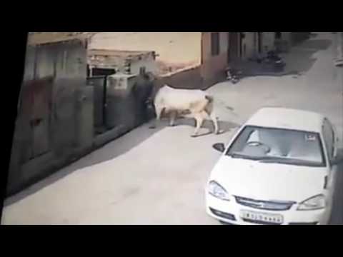 ვიდეო: მუშტიანი ძროხები - ცხოველთა სამყაროს წმინდანები - ავადმყოფი ძროხების განკურნება კარგად ძროხებთან ერთად