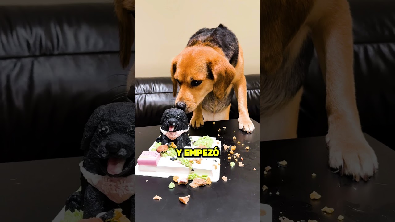 Este Perrito Recordó Algo Tierno! 🐶💖