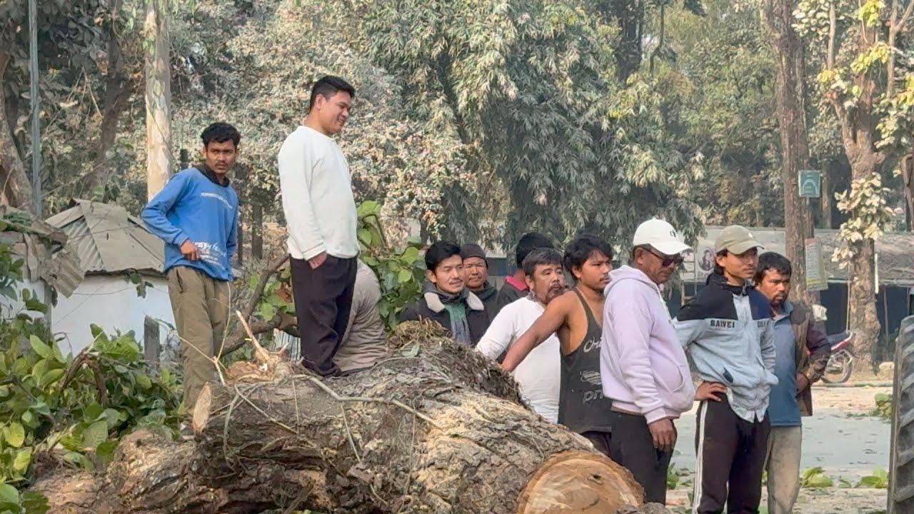 After cutting down big trees along the Pathari Sanischare road.