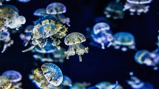 Glowing Jellyfish swimming 🐋 Coral Reef Video | Relaxing Music for Stress, Anxiety, Study & Spa.