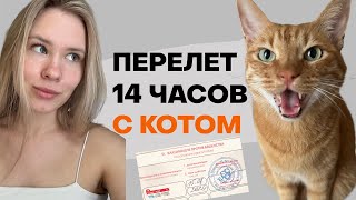 ДОЛГИЙ ПЕРЕЛЕТ С КОТОМ | как подготовить и успокоить | лайфхаки и почему нас ЧУТЬ НЕ ПУСТИЛИ НА РЕЙС