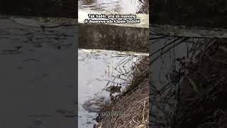 Pria Ini Tak Sadar Tiba - Tiba Ada Godzil4 Di Depannya