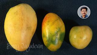 Three high quality Indian mangoes  |  Which one wins ?